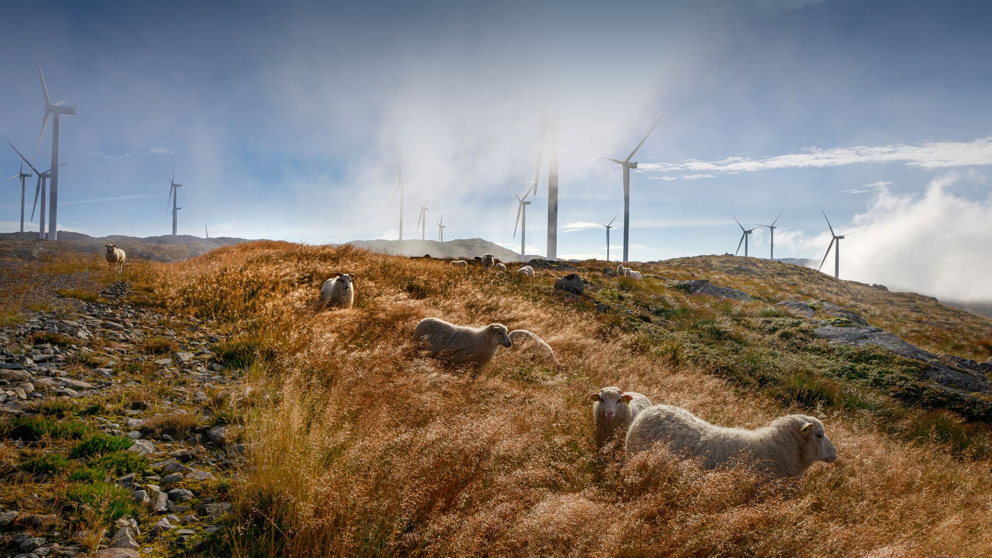 Windmills with sheeps on grassy hills and sunny sky.